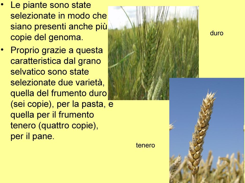 Proprio grazie a questa caratteristica dal grano selvatico sono state