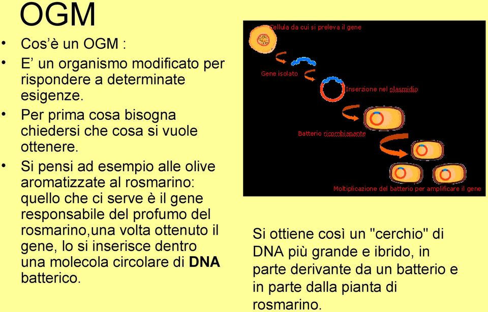 Si pensi ad esempio alle olive aromatizzate al rosmarino: quello che ci serve è il gene responsabile del profumo del