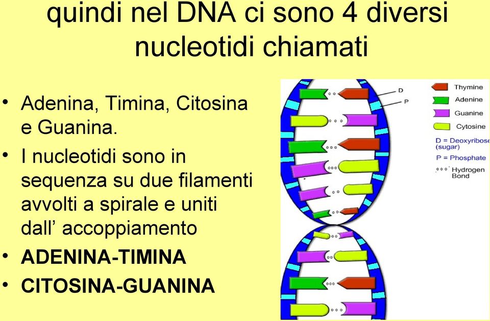 I nucleotidi sono in sequenza su due filamenti