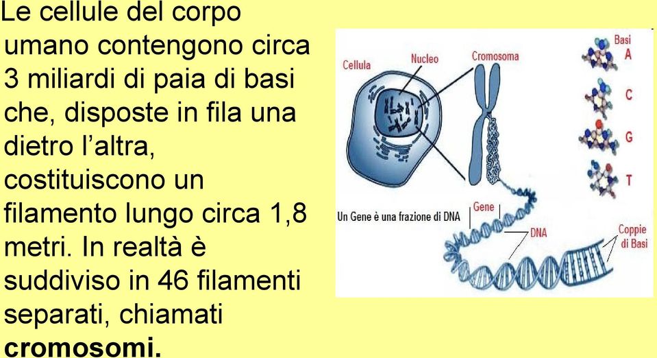 costituiscono un filamento lungo circa 1,8 metri.