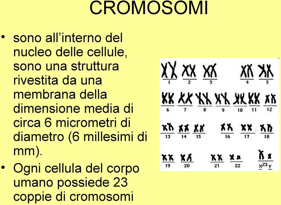 di circa 6 micrometri di diametro (6 millesimi di mm).