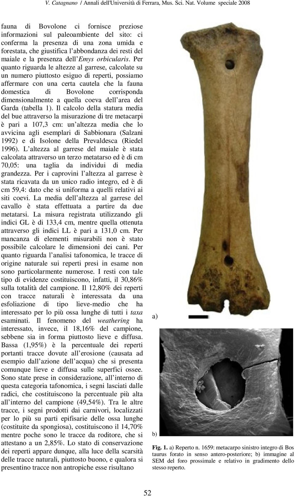 Per quanto riguarda le altezze al garrese, calcolate su un numero piuttosto esiguo di reperti, possiamo affermare con una certa cautela che la fauna domestica di Bovolone corrisponda dimensionalmente