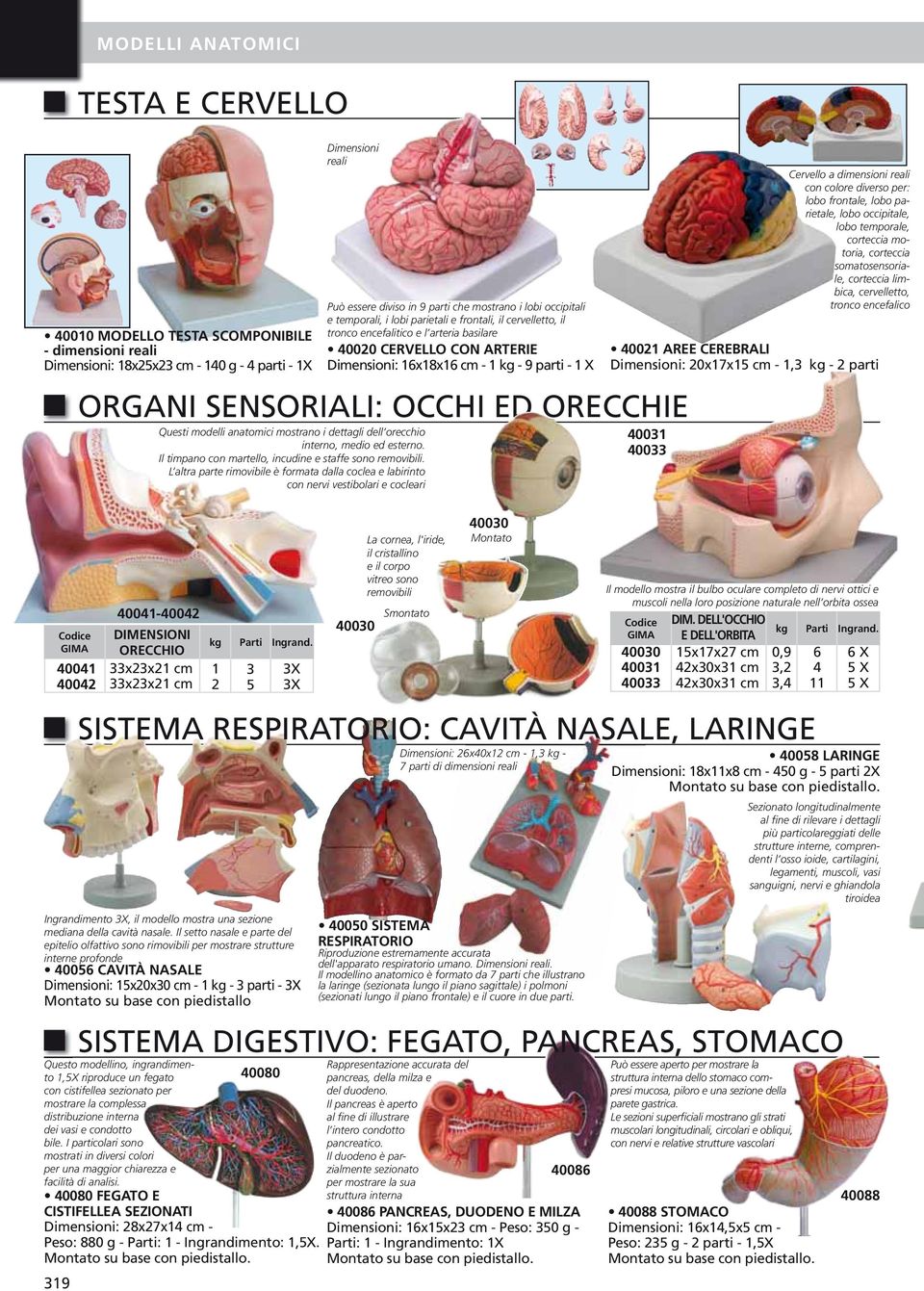 L altra parte rimovibile è formata dalla coclea e labirinto con nervi vestibolari e cocleari Può essere diviso in 9 parti che mostrano i lobi occipitali e temporali, i lobi parietali e frontali, il