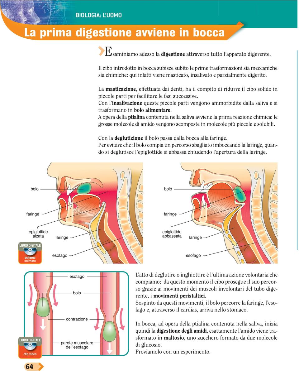 La masticazione, effettuata dai denti, ha il compito di ridurre il cibo solido in piccole parti per facilitare le fasi successive.