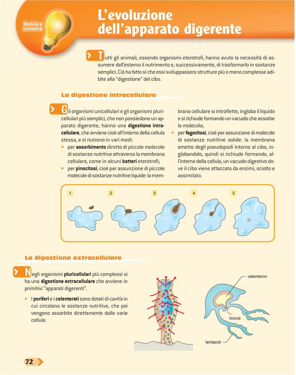 La digestione intracellulare G li organismi unicellulari e gli organismi pluricellulari più semplici, che non possiedono un apparato digerente, hanno una digestione intracellulare, che avviene cioè