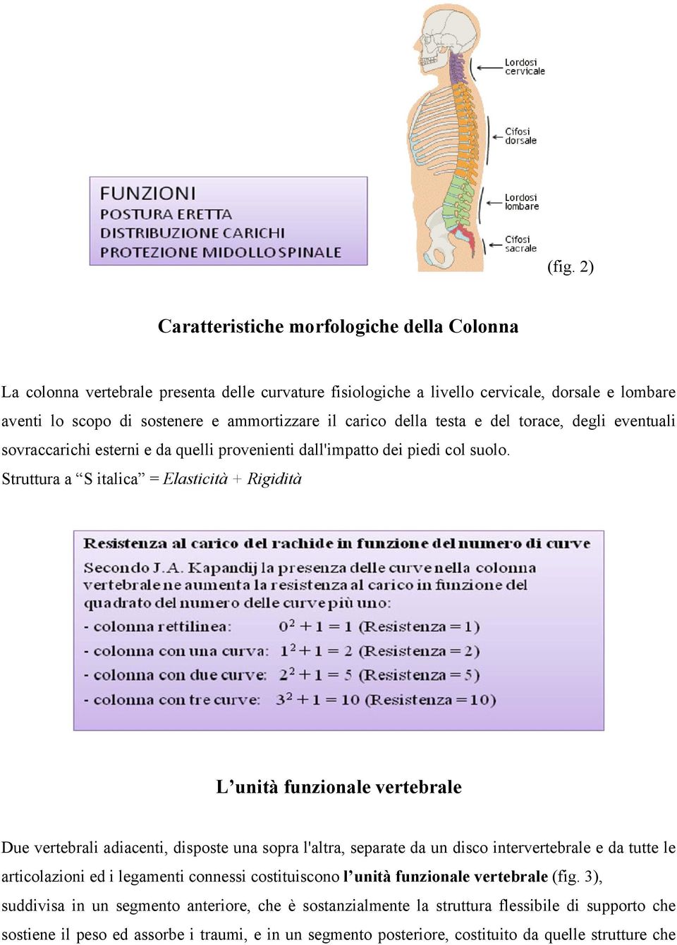 Struttura a S italica = Elasticità + Rigidità L unità funzionale vertebrale Due vertebrali adiacenti, disposte una sopra l'altra, separate da un disco intervertebrale e da tutte le articolazioni ed i