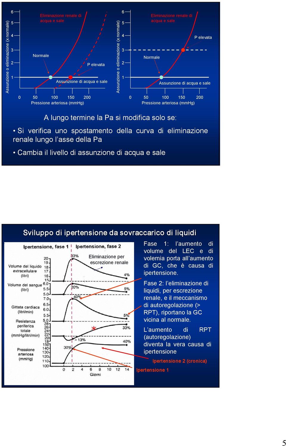 curva di eliminazione renale lungo l asse della Pa Cambia il livello di assunzione di acqua e sale Sviluppo di ipertensione da sovraccarico di liquidi Eliminazione per escrezione renale * Fase : l