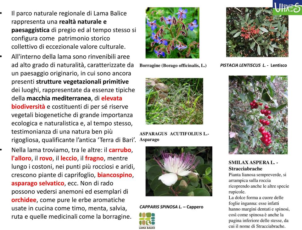 rappresentate da essenze tipiche della macchia mediterranea, di elevata biodiversità e costituenti di per sé riserve vegetali biogenetiche di grande importanza ecologica e naturalistica e, al tempo