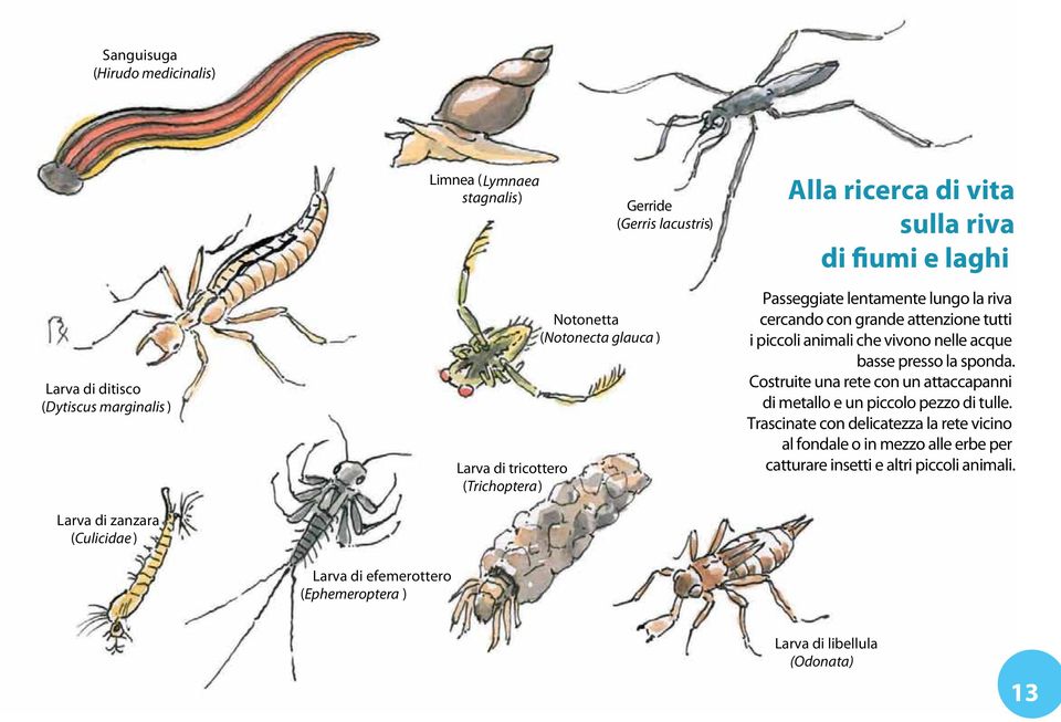 piccoli animali che vivono nelle acque basse presso la sponda. Costruite una rete con un attaccapanni di metallo e un piccolo pezzo di tulle.