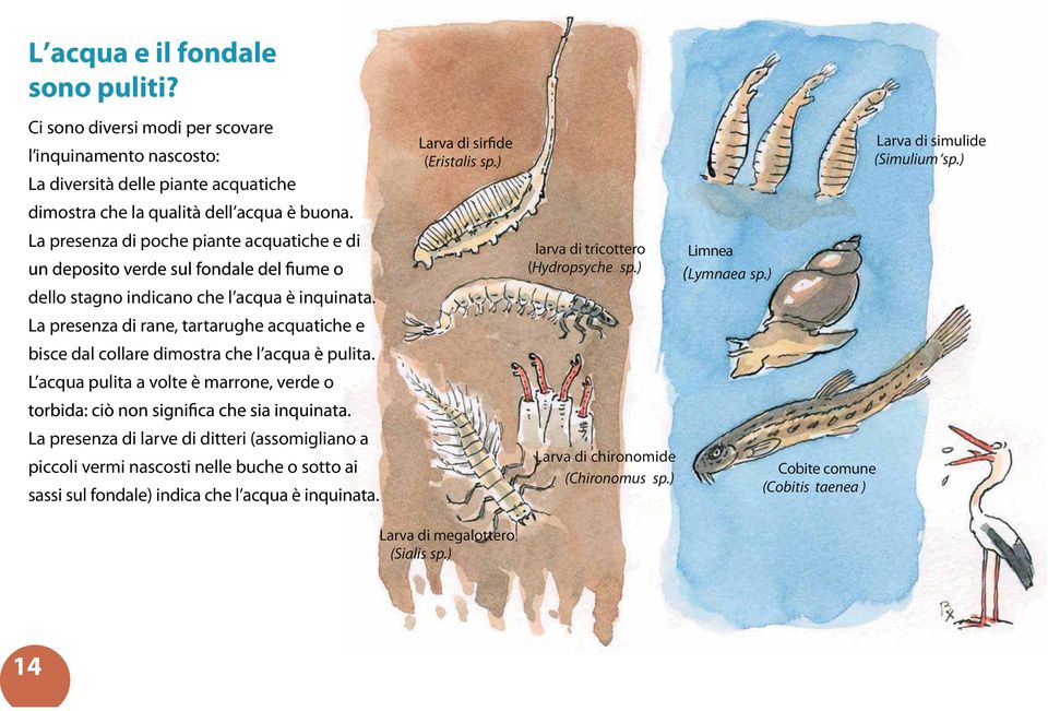 L acqua pulita a volte è marrone, verde o (Eristalis sp.) larva di tricottero (Hydropsyche sp.) ( Limnea Lymnaea sp.) Larva di simulide (Simulium sp.