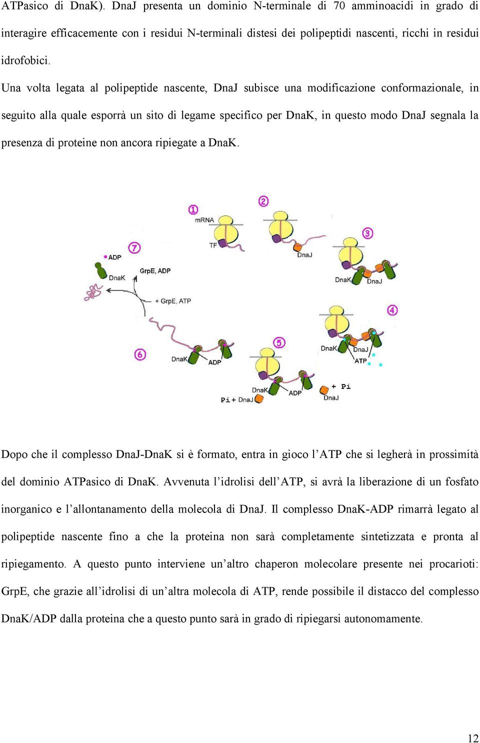 di proteine non ancora ripiegate a DnaK. Dopo che il complesso DnaJ-DnaK si è formato, entra in gioco l ATP che si legherà in prossimità del dominio ATPasico di DnaK.