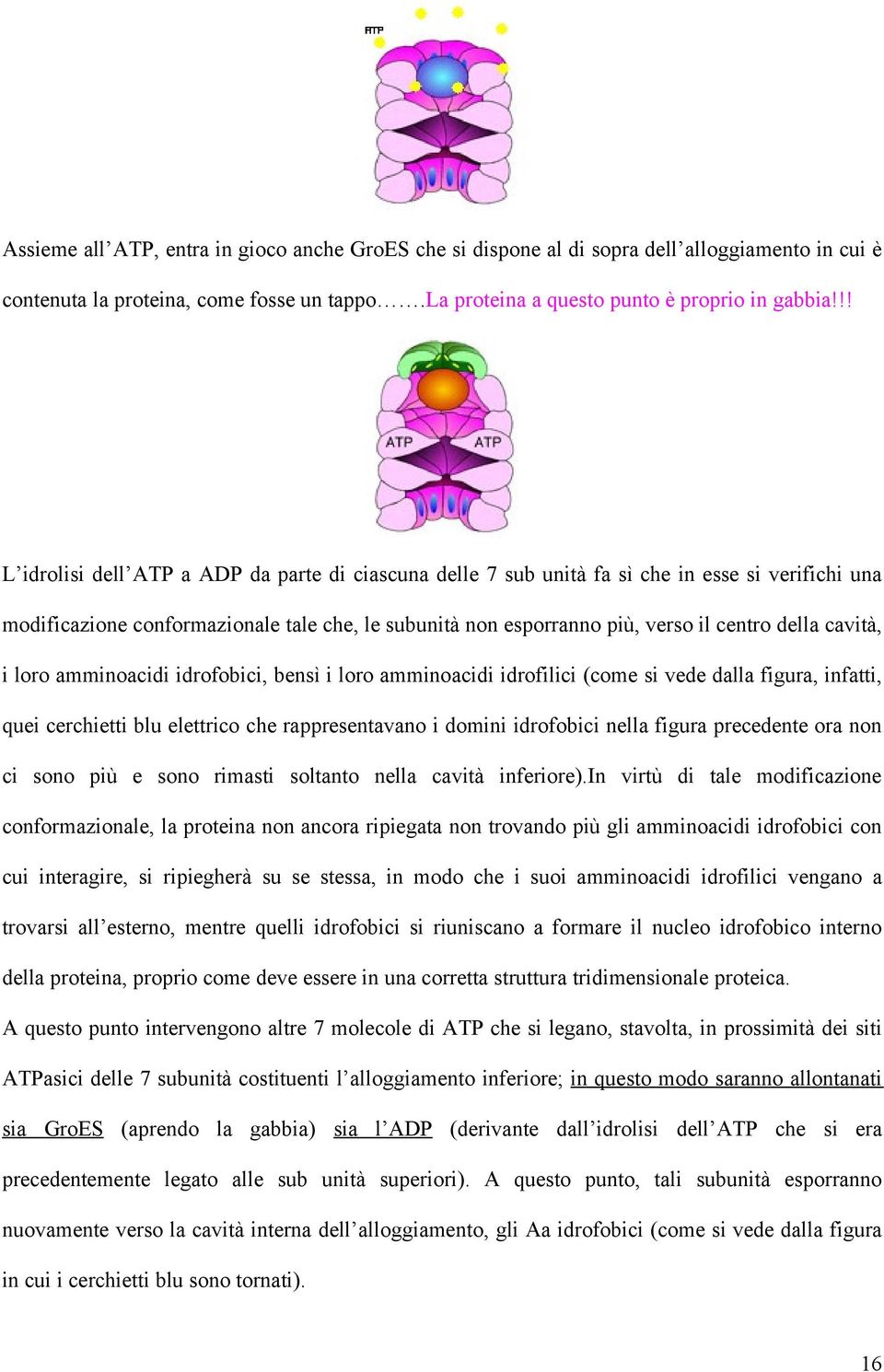 cavità, i loro amminoacidi idrofobici, bensì i loro amminoacidi idrofilici (come si vede dalla figura, infatti, quei cerchietti blu elettrico che rappresentavano i domini idrofobici nella figura