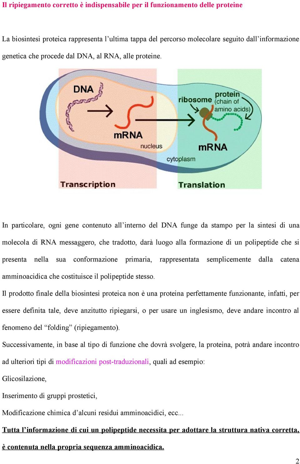 In particolare, ogni gene contenuto all interno del DNA funge da stampo per la sintesi di una molecola di RNA messaggero, che tradotto, darà luogo alla formazione di un polipeptide che si presenta