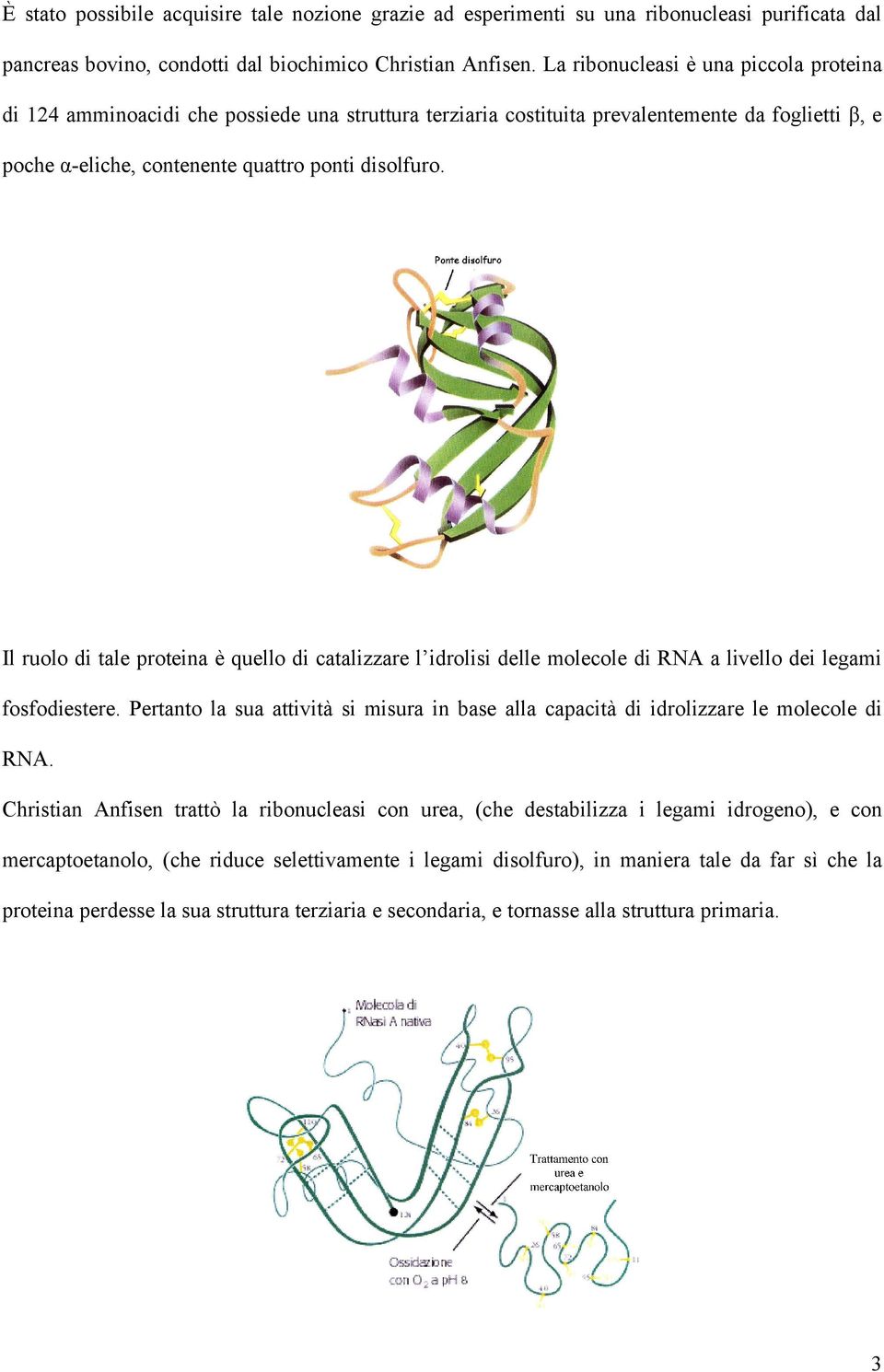 Il ruolo di tale proteina è quello di catalizzare l idrolisi delle molecole di RNA a livello dei legami fosfodiestere.