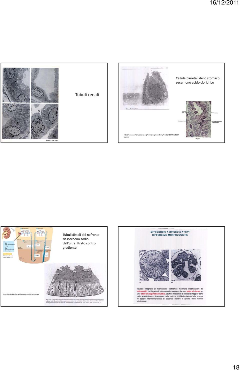 org/microscopicanatomy/section10/plate1019 1.