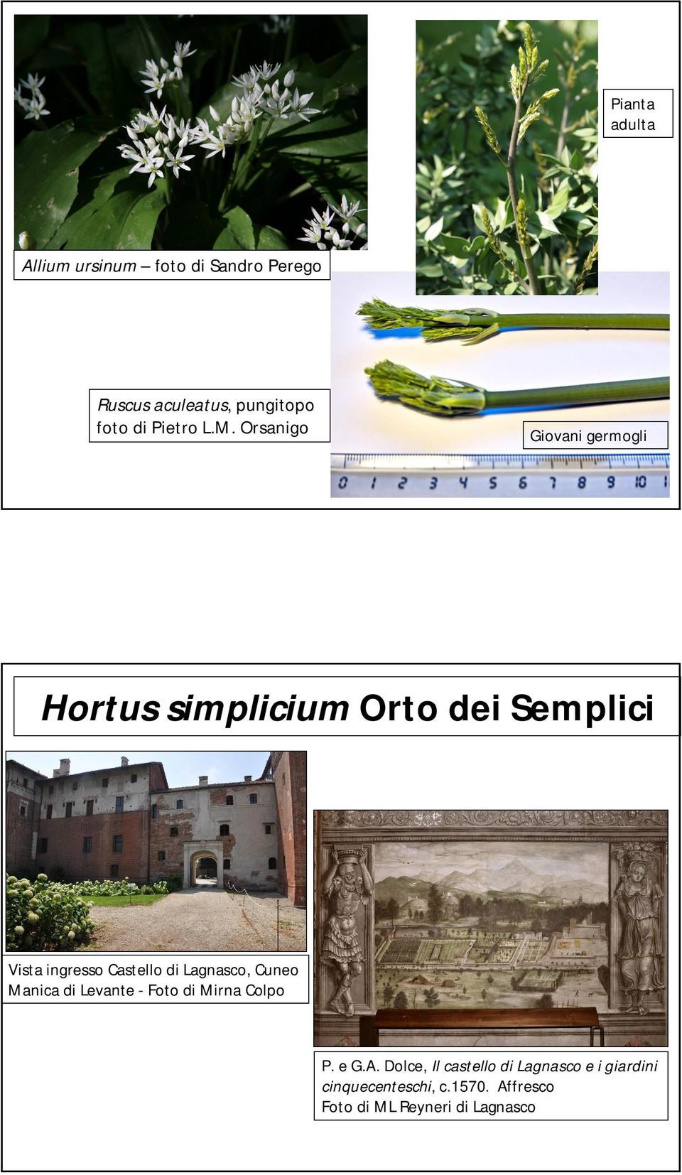 Orsanigo Giovani germogli Hortus simplicium Orto dei Semplici Vista ingresso Castello di