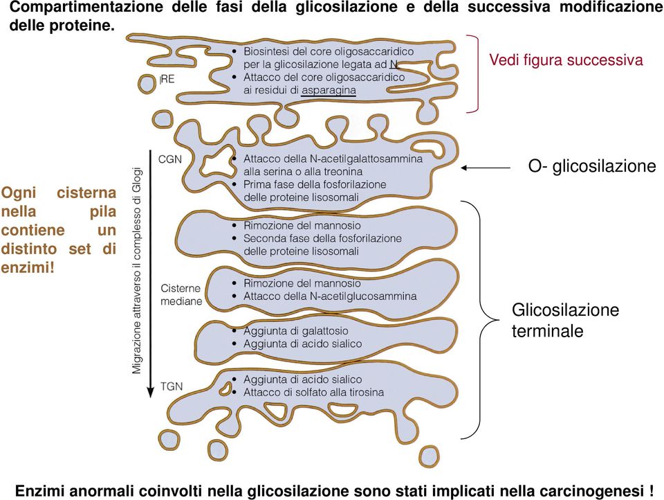 Vedi figura successiva Ogni cisterna nella pila contiene un distinto set di