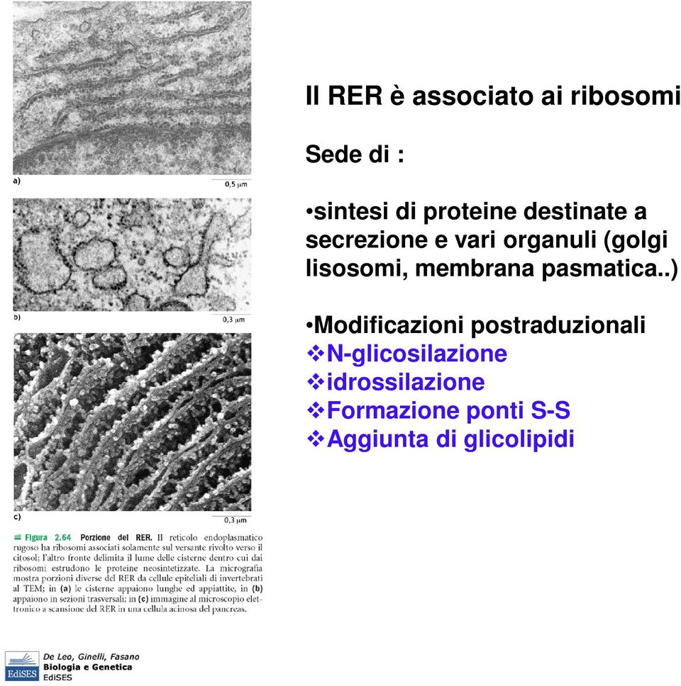 membrana pasmatica.