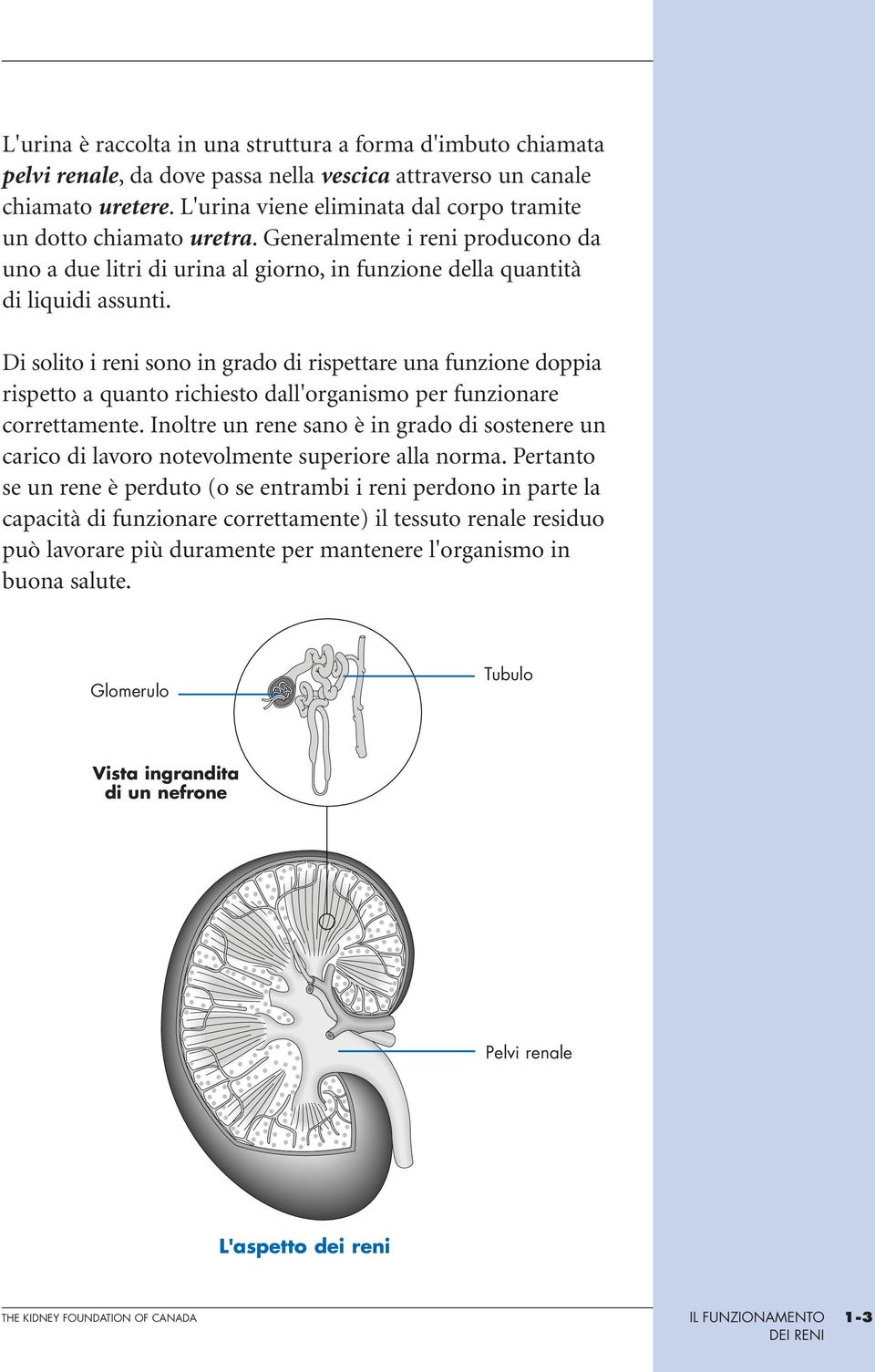 Di solito i reni sono in grado di rispettare una funzione doppia rispetto a quanto richiesto dall'organismo per funzionare correttamente.