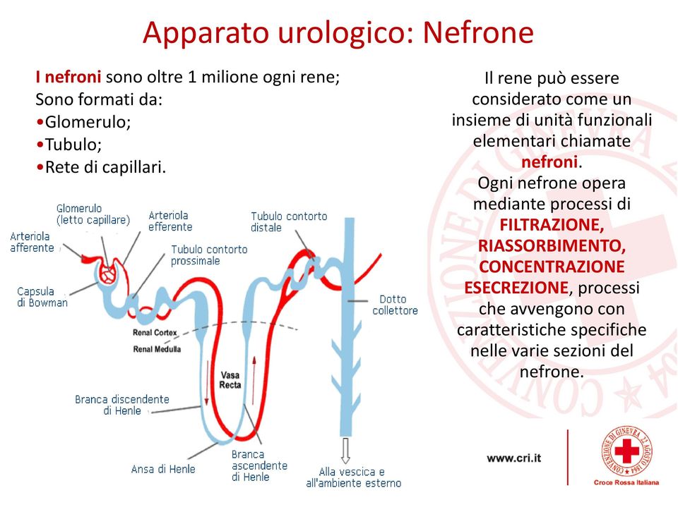 Il rene può essere considerato come un insieme di unità funzionali elementari chiamate nefroni.