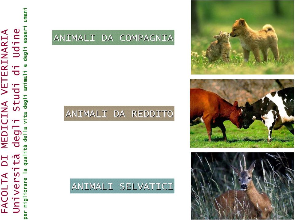 VETERINARIA Università degli Studi di Udine per