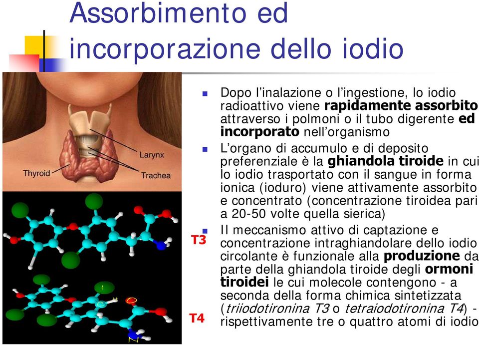 (concentrazione tiroidea pari a 20-50 volte quella sierica) Il meccanismo attivo di captazione e T3 concentrazione intraghiandolare dello iodio circolante è funzionale alla produzione da parte