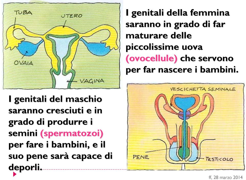 I genitali del maschio saranno cresciuti e in grado di produrre i