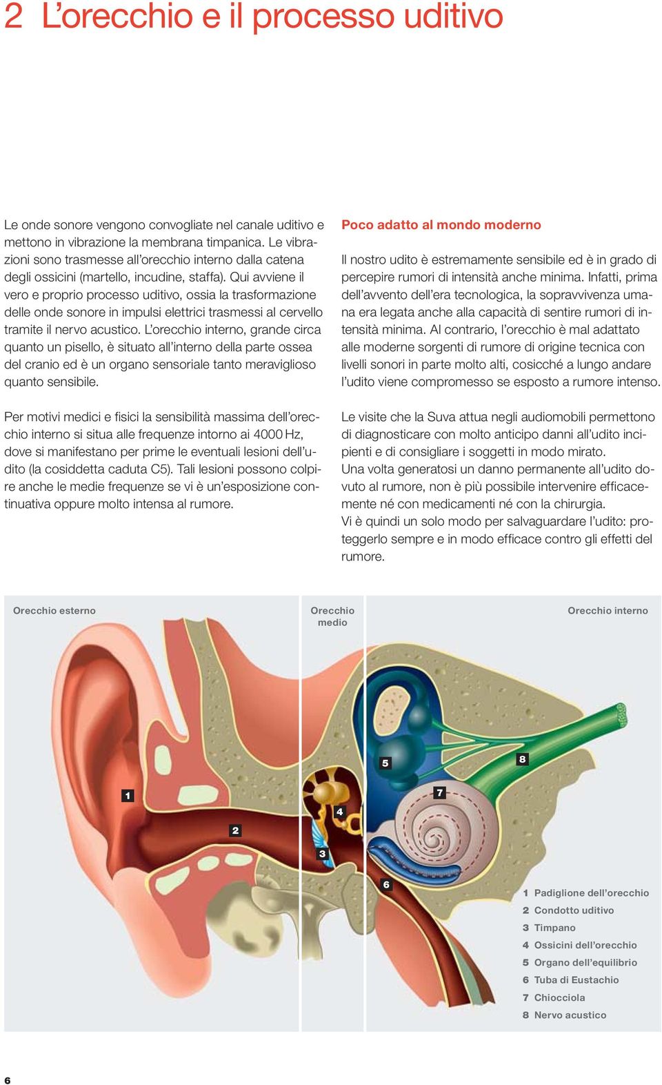 Qui avviene il vero e proprio processo uditivo, ossia la trasformazione delle onde sonore in impulsi elettrici trasmessi al cervello tramite il nervo acustico.