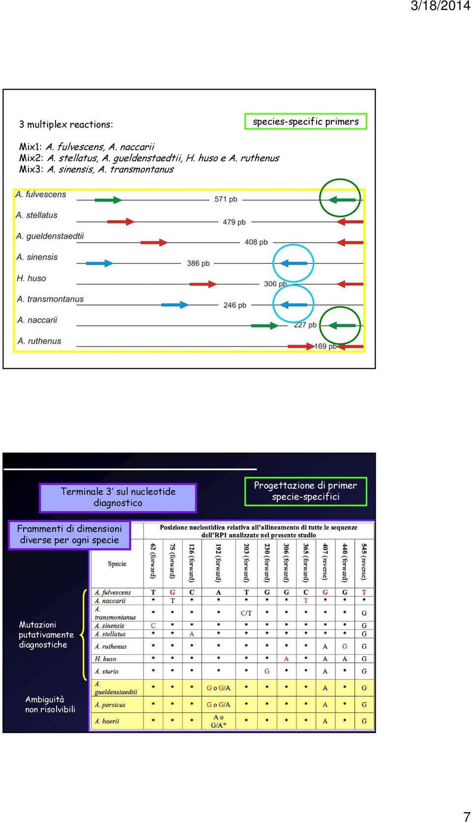 transmontanus Terminale 3 sul nucleotide diagnostico Progettazione di primer