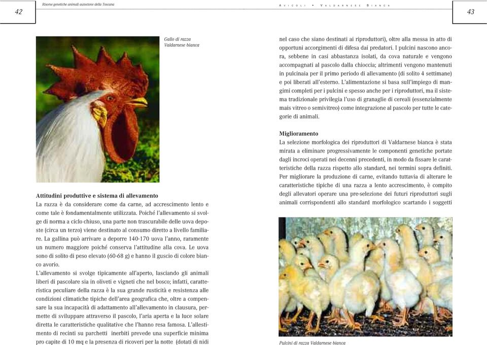 La gallina può arrivare a deporre 140-170 uova l anno, raramente un numero maggiore poiché conserva l attitudine alla cova.