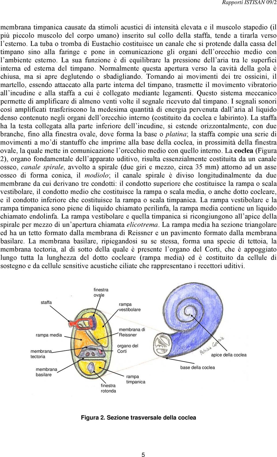 La sua funzione è di equilibrare la pressione dell aria tra le superfici interna ed esterna del timpano.