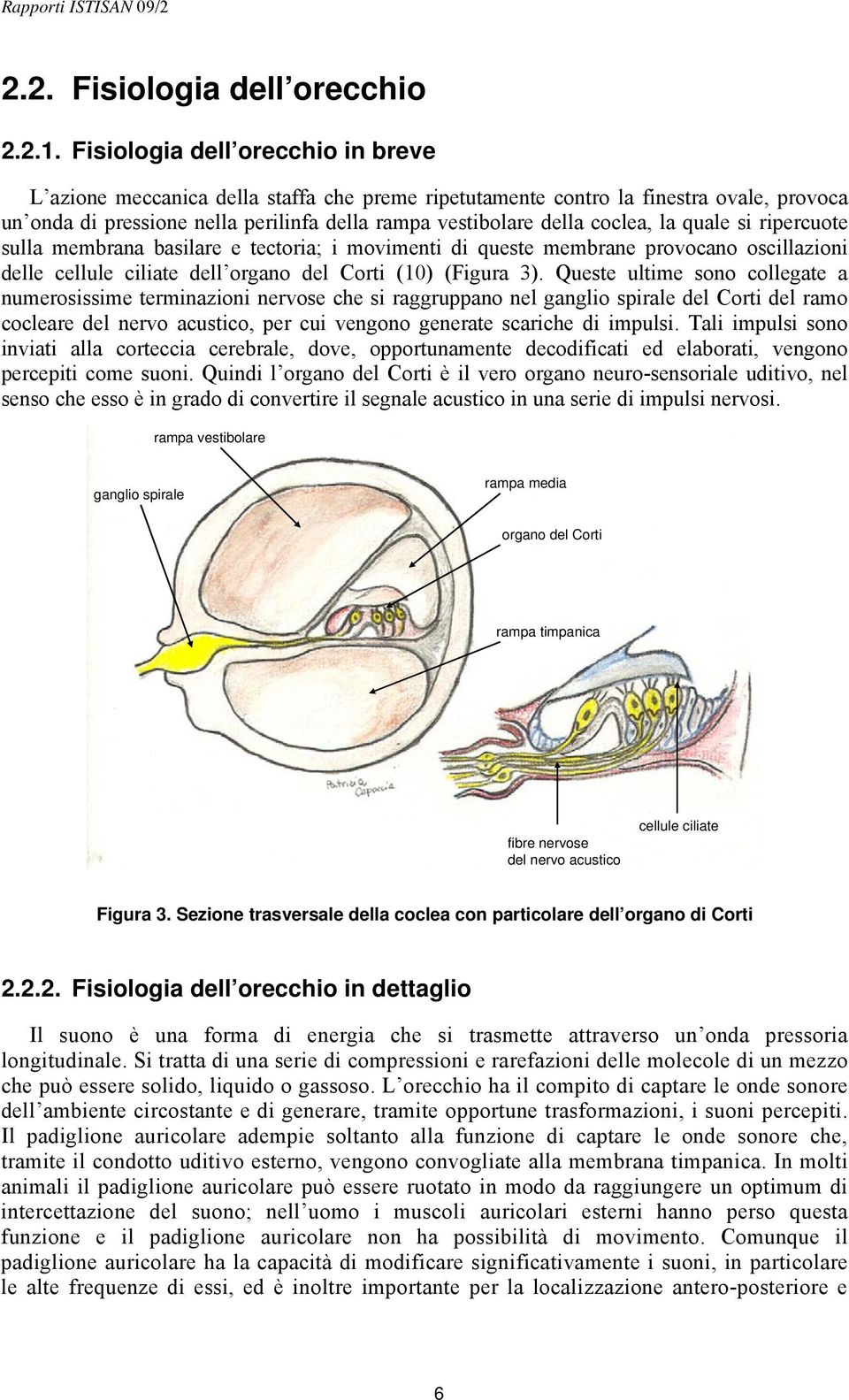 la quale si ripercuote sulla membrana basilare e tectoria; i movimenti di queste membrane provocano oscillazioni delle cellule ciliate dell organo del Corti (10) (Figura 3).