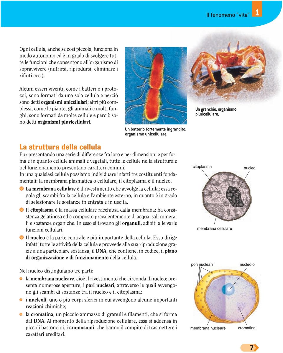 Alcuni esseri viventi, come i batteri o i protozoi, sono formati da una sola cellula e perciò sono detti organismi unicellulari; altri più complessi, come le piante, gli animali e molti funghi, sono