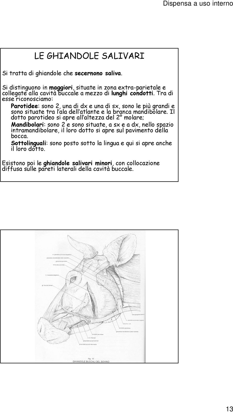 Tra di esse riconosciamo: Parotidee: sono 2, una di dx e una di sx, sono le più grandi e sono situate tra l ala dell atlante e la branca mandibolare.