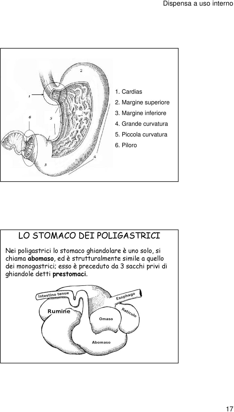 Piloro LO STOMACO DEI POLIGASTRICI Nei poligastrici lo stomaco ghiandolare è uno