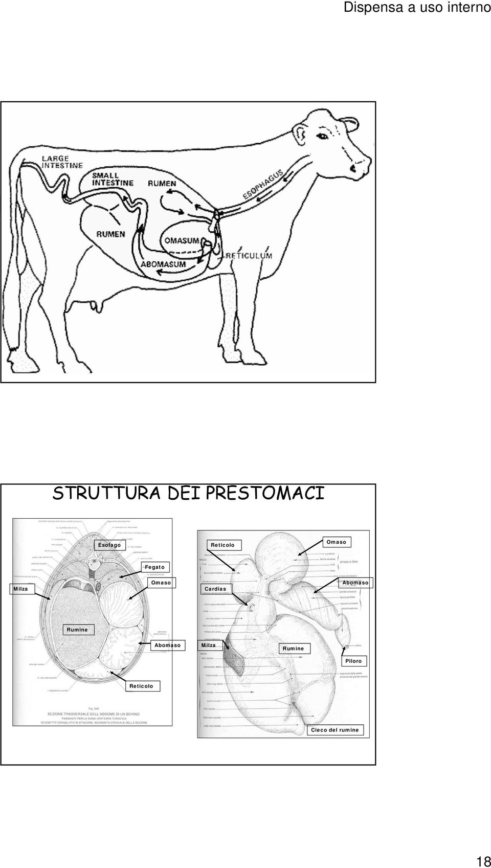 Cardias Abomaso Rumine Abomaso Milza