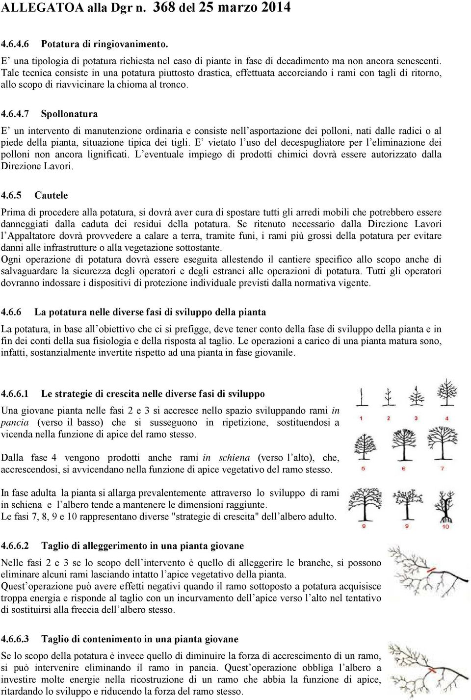 6.4.7 Spollonatura E un intervento di manutenzione ordinaria e consiste nell asportazione dei polloni, nati dalle radici o al piede della pianta, situazione tipica dei tigli.