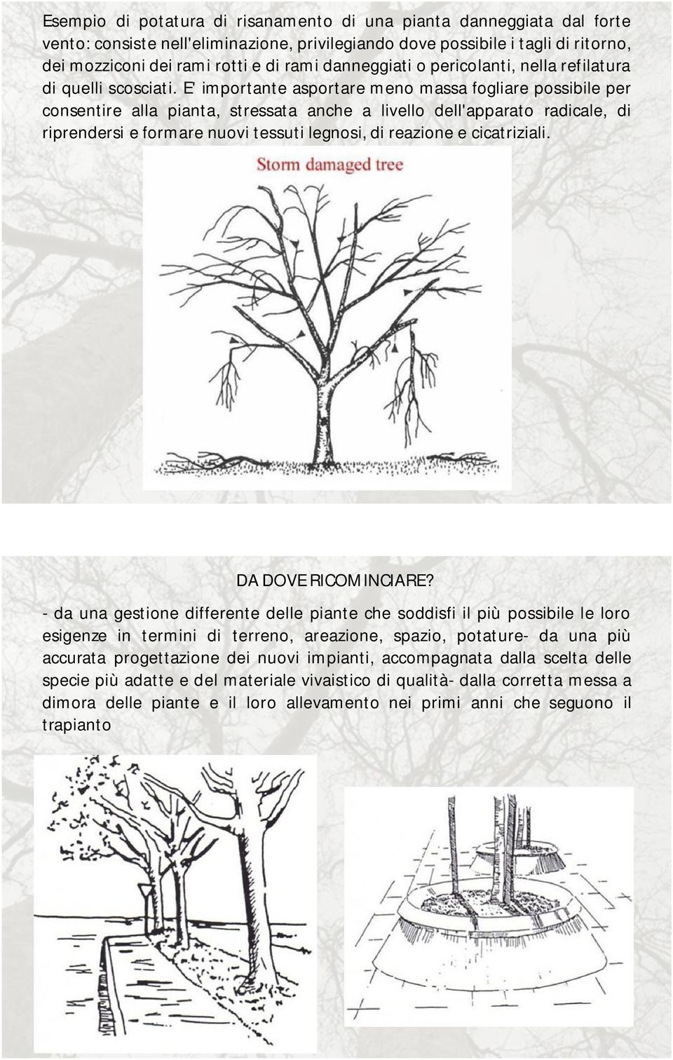 E' importante asportare meno massa fogliare possibile per consentire alla pianta, stressata anche a livello dell'apparato radicale, di riprendersi e formare nuovi tessuti legnosi, di reazione e