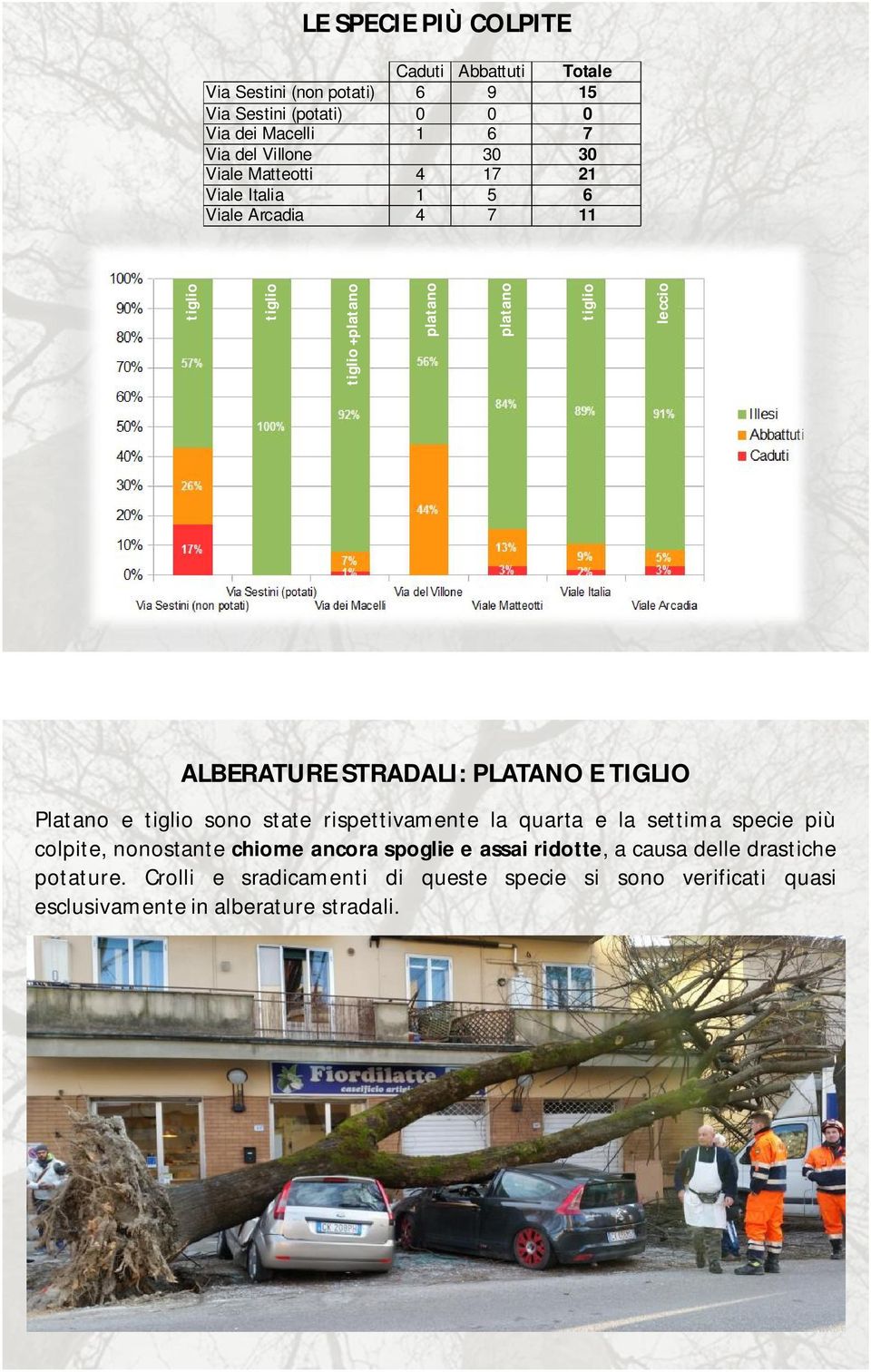 STRADALI: PLATANO E TIGLIO Platano e tiglio sono state rispettivamente la quarta e la settima specie più colpite, nonostante chiome ancora