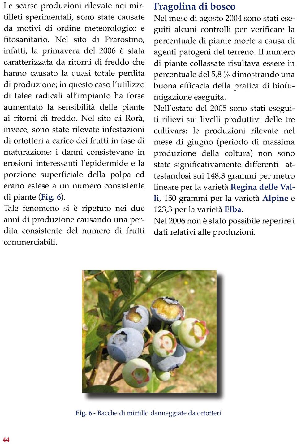 Nel sito di Rorà, invece, sono state rilevate infestazioni di ortotteri a carico dei frutti in fase di maturazione: i danni consistevano in erosioni interessanti l epidermide e la erano estese a un