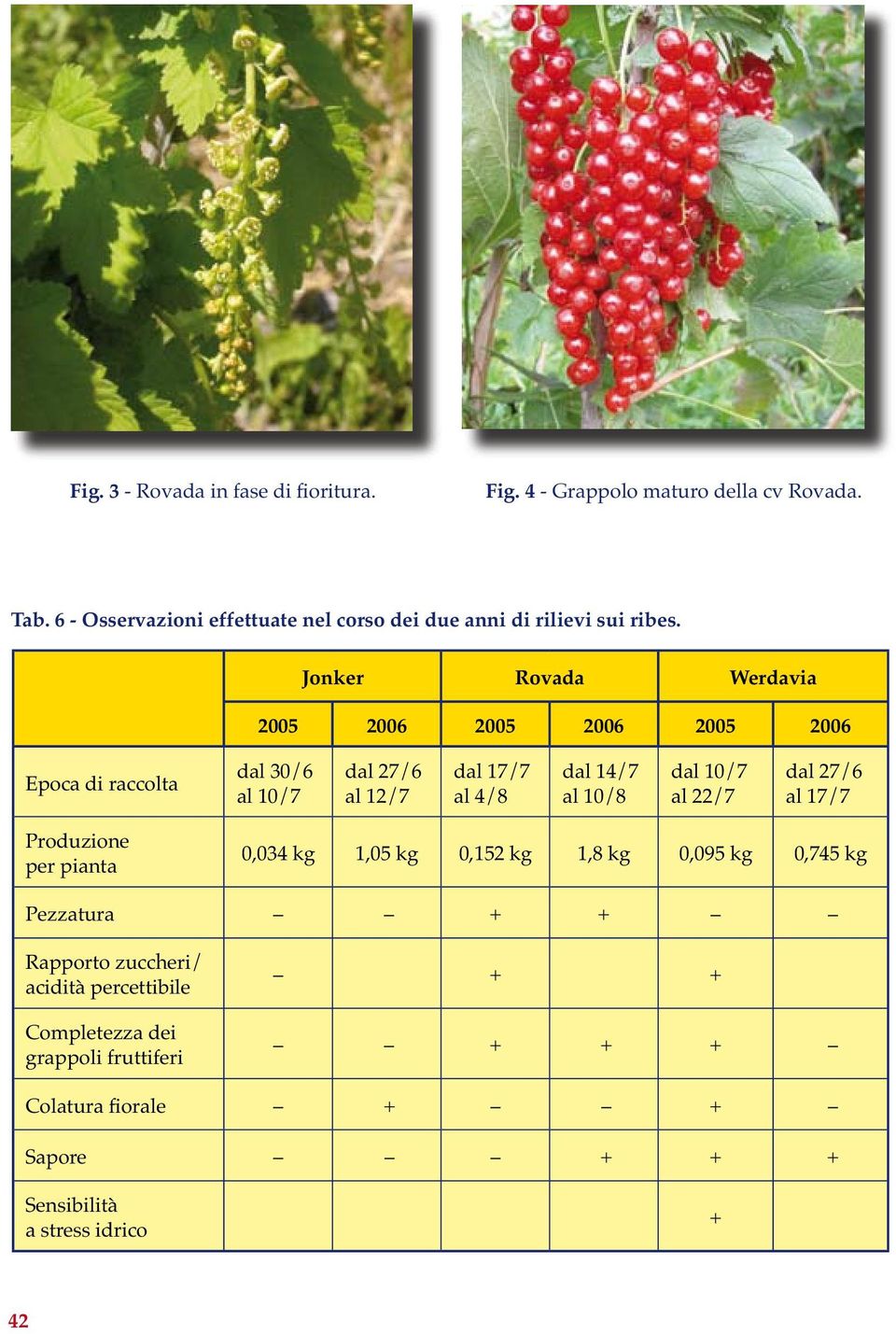 14/7 al 10/8 dal 10/7 al 22/7 dal 27/6 al 17/7 Produzione per pianta 0,034 kg 1,05 kg 0,152 kg 1,8 kg