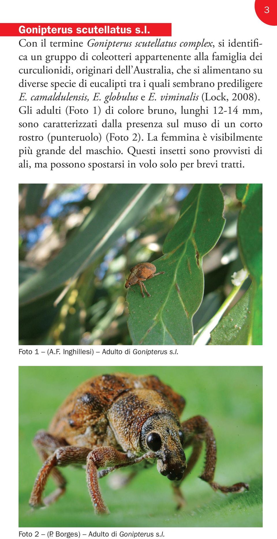 Con il termine atus complex, si identifica un gruppo di coleotteri appartenente alla famiglia dei curculionidi, originari dell Australia, che si alimentano su diverse specie