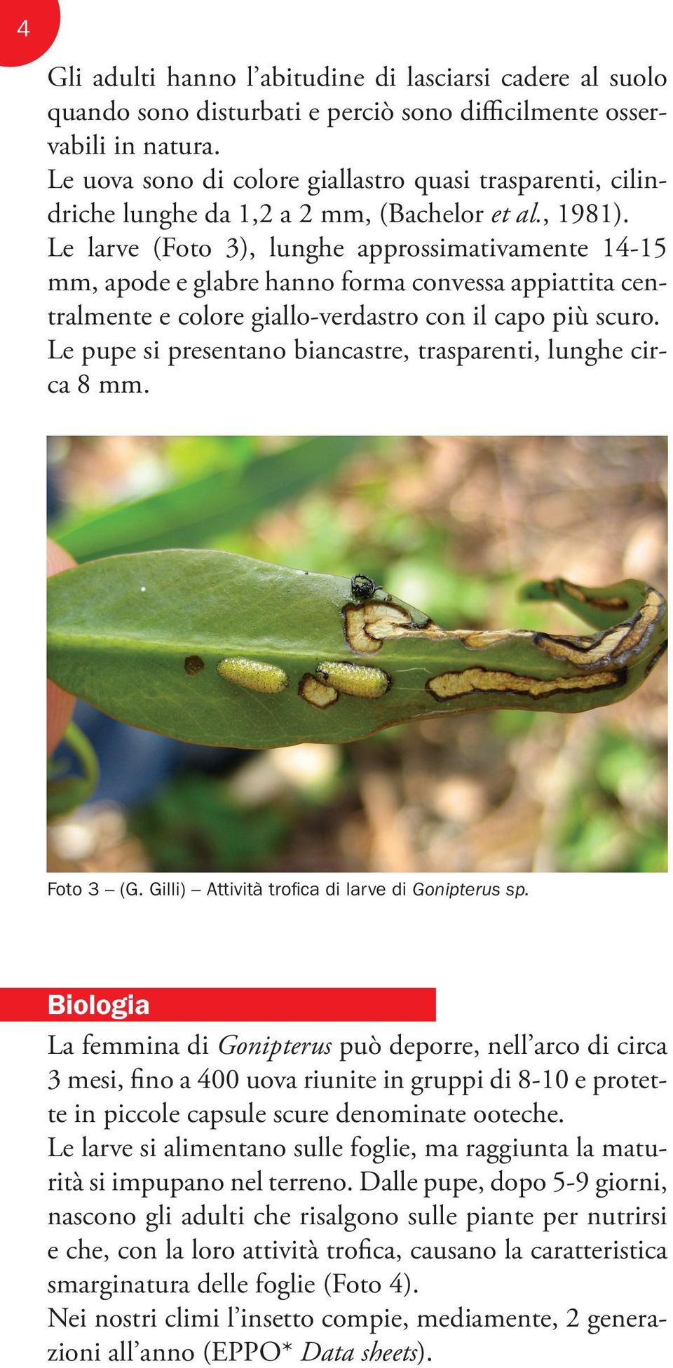 Le larve (Foto 3), lunghe approssimativamente 14-15 mm, apode e glabre hanno forma convessa appiattita centralmente e colore giallo-verdastro con il capo più scuro.