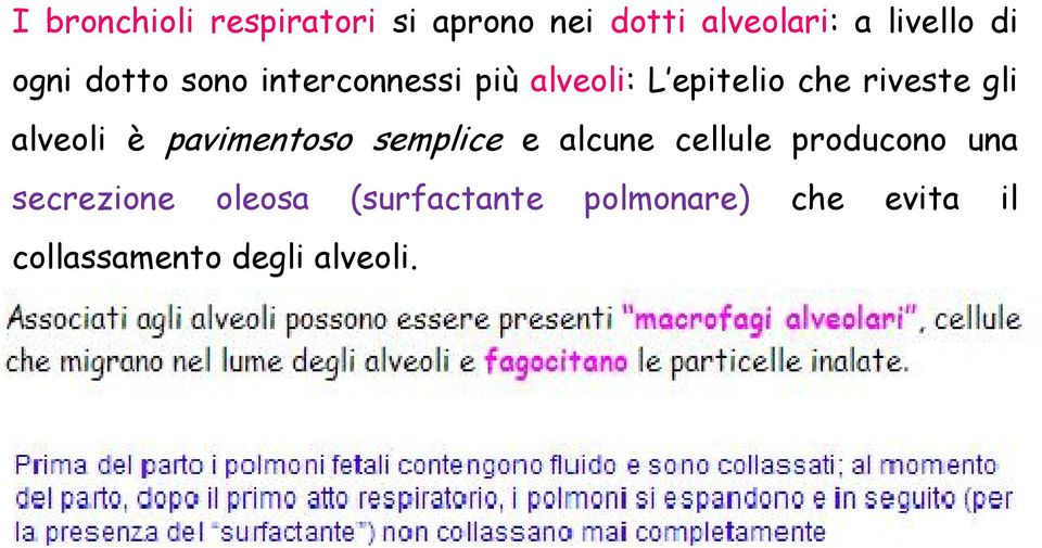 alveoli è pavimentoso semplice e alcune cellule producono una