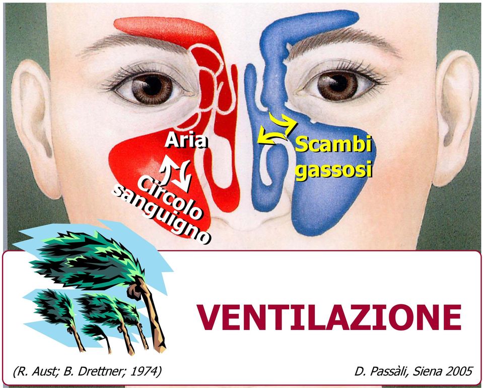 VENTILAZIONE (R. Aust; B.