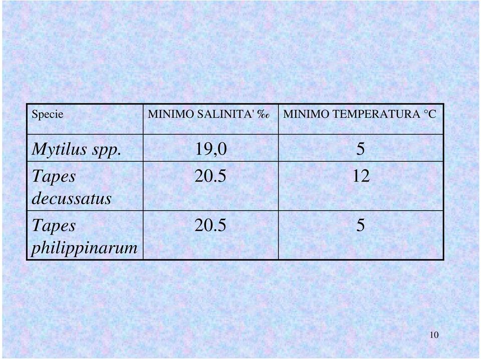 philippinarum MINIMO