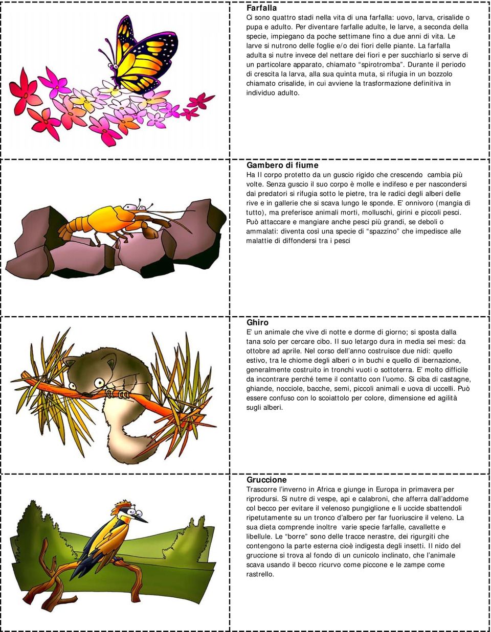 La farfalla adulta si nutre invece del nettare dei fiori e per succhiarlo si serve di un particolare apparato, chiamato spirotromba.