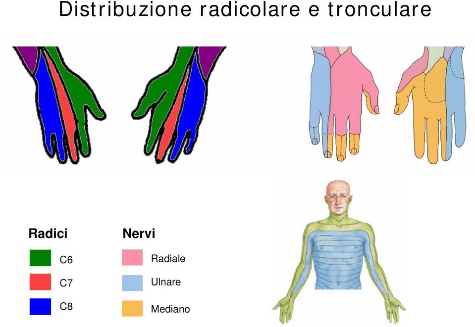 tronculare Radici C6