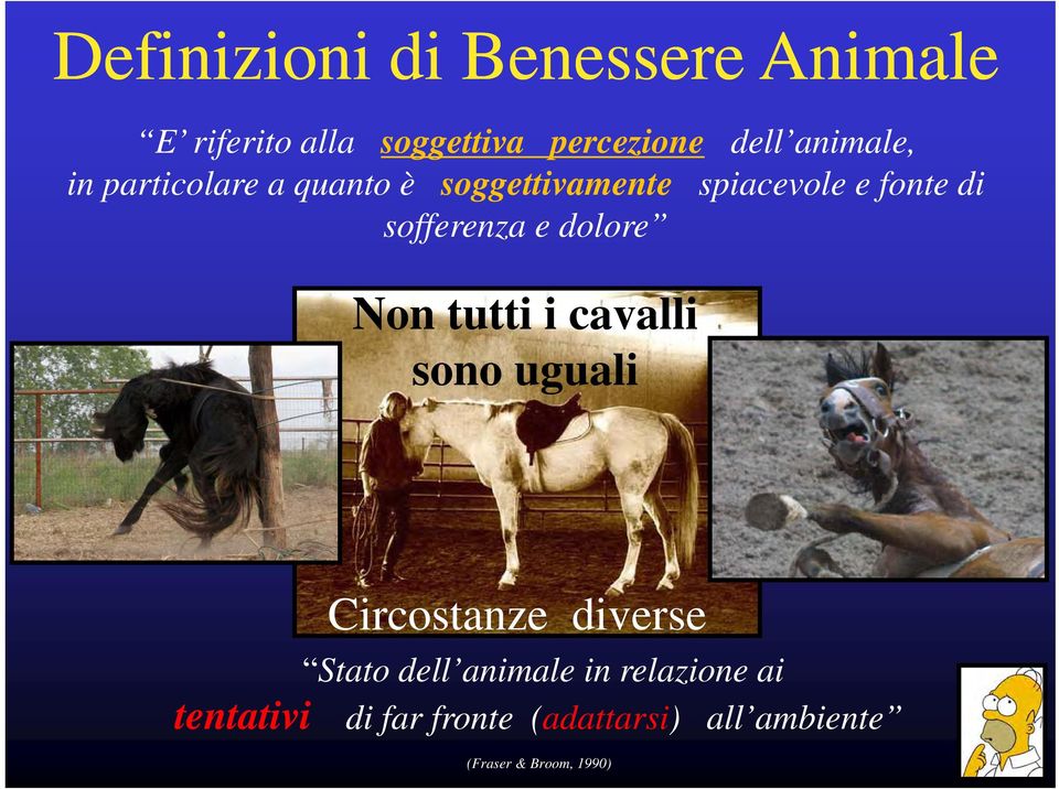 sofferenza e dolore Non tutti i cavalli sono uguali Circostanze diverse Stato