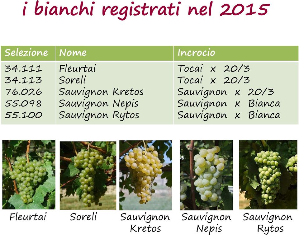 100 Fleurtai Soreli Sauvignon Kretos Sauvignon Nepis Sauvignon Rytos Tocai